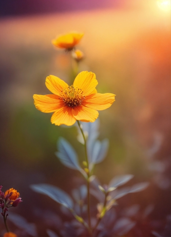 Flower, Plant, Orange, Petal, Sky, Tints And Shades