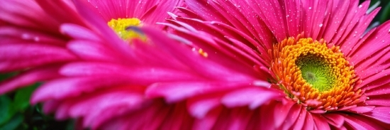 Flower, Plant, Petal, Pink, Magenta, Groundcover