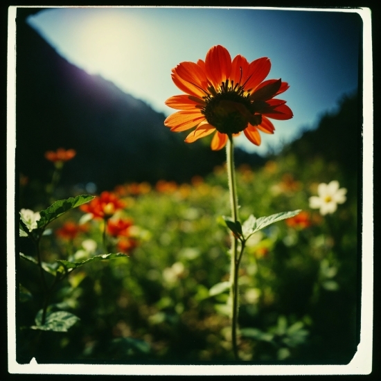 Flower, Plant, Sky, Ecoregion, Natural Environment, Natural Landscape