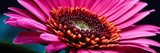 Flower, Plant, Petal, Red, Magenta, Flowering Plant