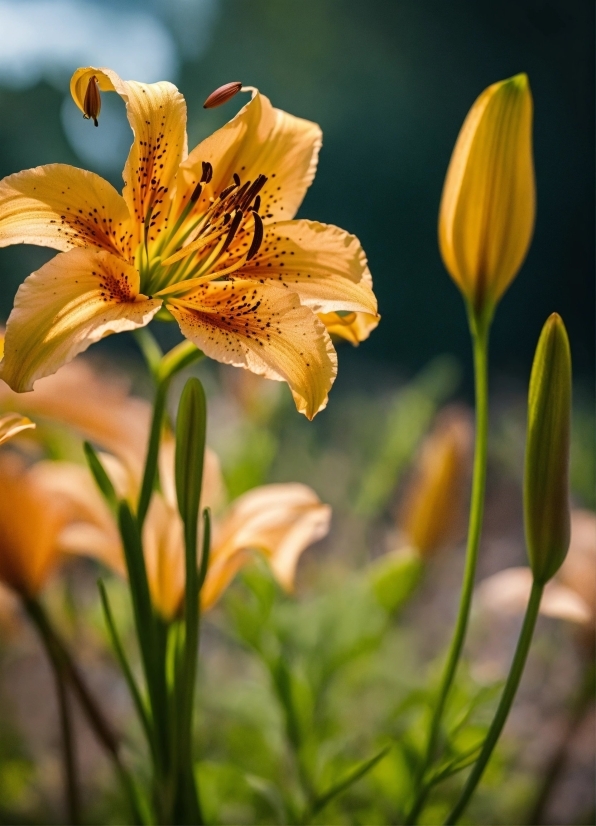 Flower, Plant, Petal, Leaf, Terrestrial Plant, Lily Order