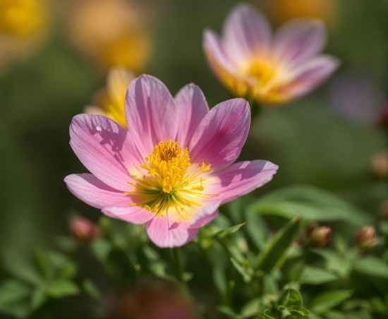 Flower, Plant, Petal, Grass, Flowering Plant, Annual Plant