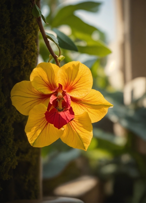 Flower, Plant, Terrestrial Plant, Petal, Tints And Shades, Flowering Plant