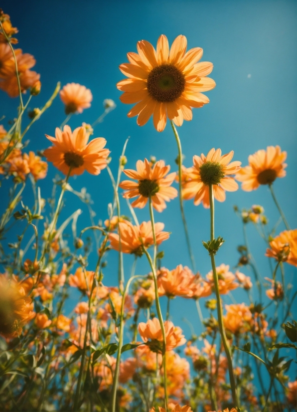 Flower, Plant, Sky, Ecoregion, Leaf, Petal