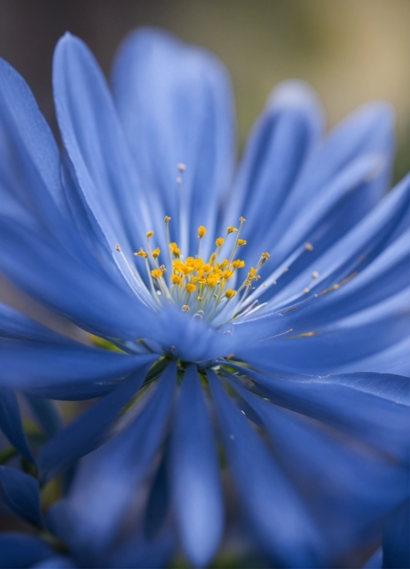 Flower, Plant, Petal, Herbaceous Plant, Flowering Plant, Electric Blue