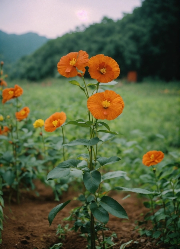 Flower, Plant, Nature, Sky, Orange, Petal