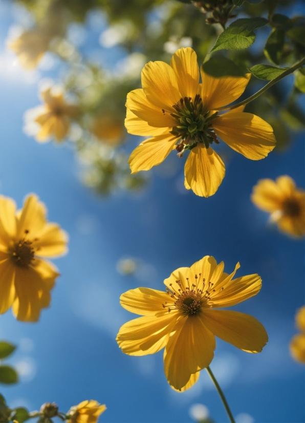 Flower, Plant, Blue, Petal, Sky, Yellow