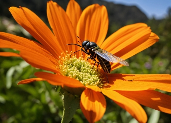 Flower, Plant, Pollinator, Arthropod, Insect, Petal