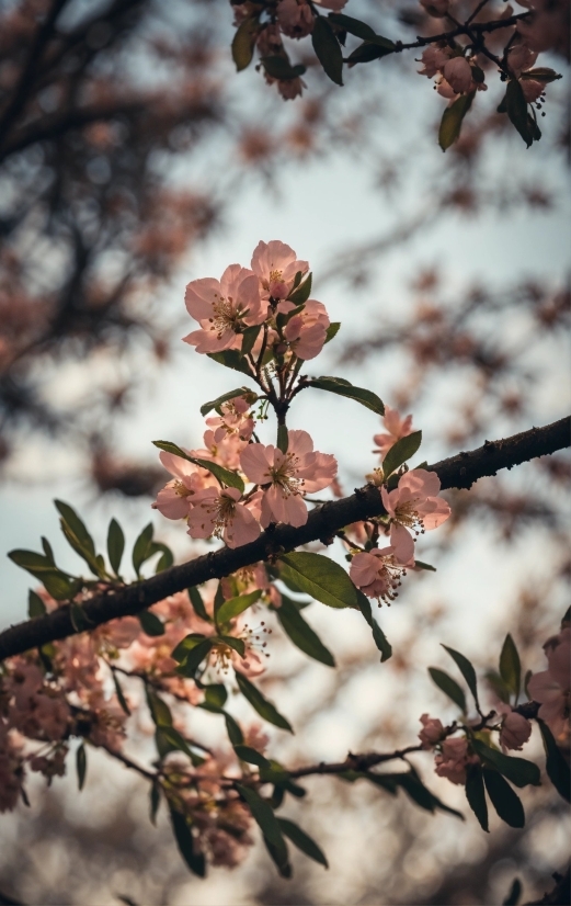 Flower, Petal, Branch, Botany, Twig, Plant