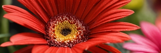 Flower, Plant, Petal, Red, Art, Flowering Plant