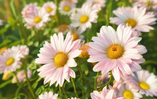 Flower, Plant, White, Petal, Nature, Botany