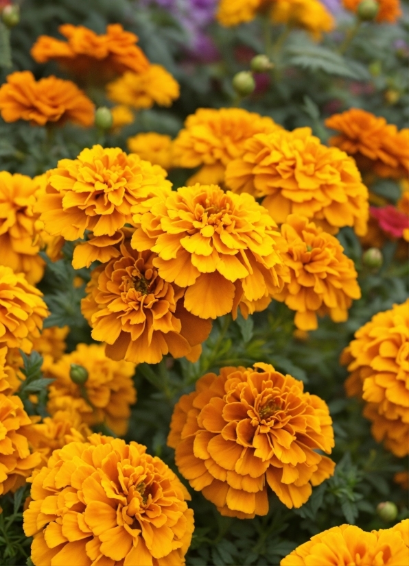 Flower, Plant, Botany, Petal, Tagetes, Yellow