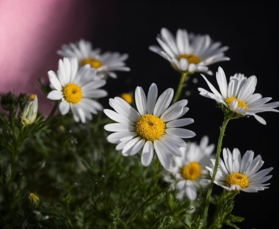 Flower, Plant, Petal, Chamaemelum Nobile, Grass, Camomile