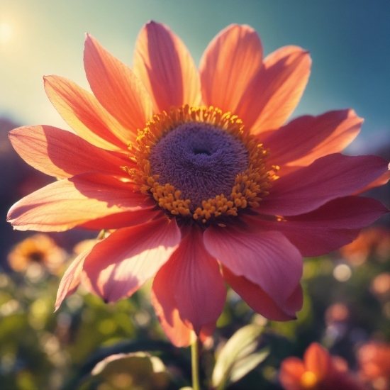 Flower, Sky, Plant, Leaf, Petal, Water