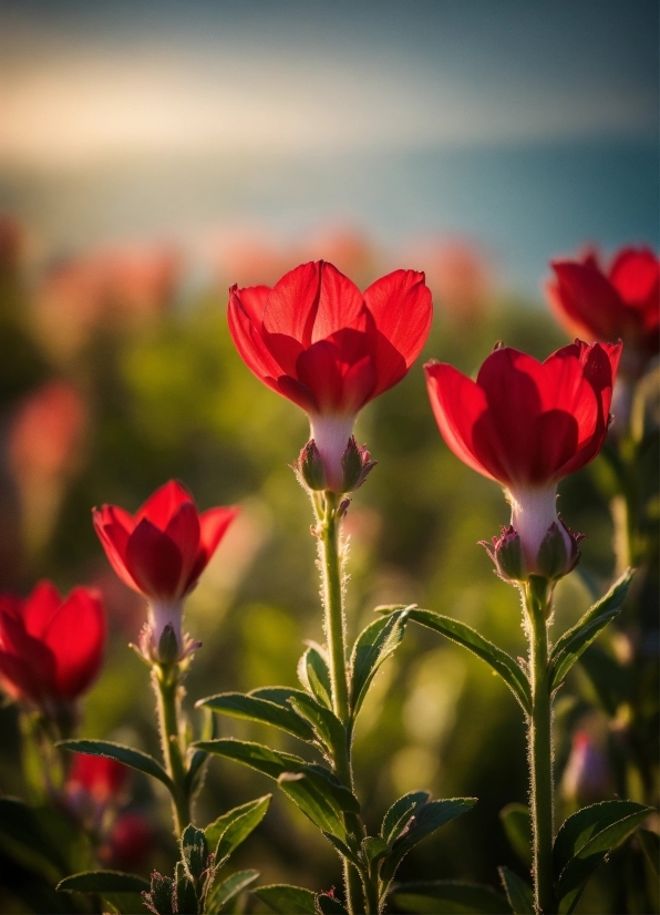 Flower, Plant, Sky, Petal, Natural Landscape, Pink