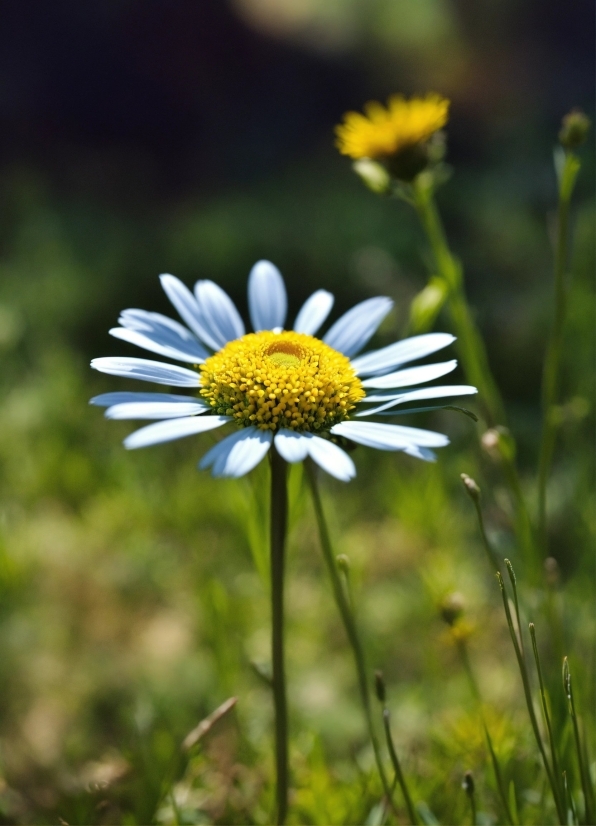 Flower, Plant, Petal, Grass, Herbaceous Plant, Meadow