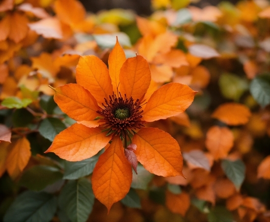 Flower, Plant, Petal, Orange, Groundcover, Annual Plant