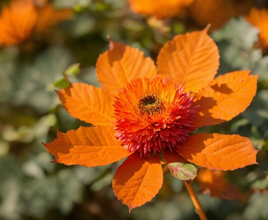 Flower, Plant, Leaf, Orange, Botany, Petal