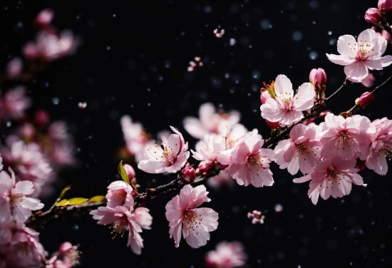 Flower, Plant, Petal, Branch, Twig, Pink