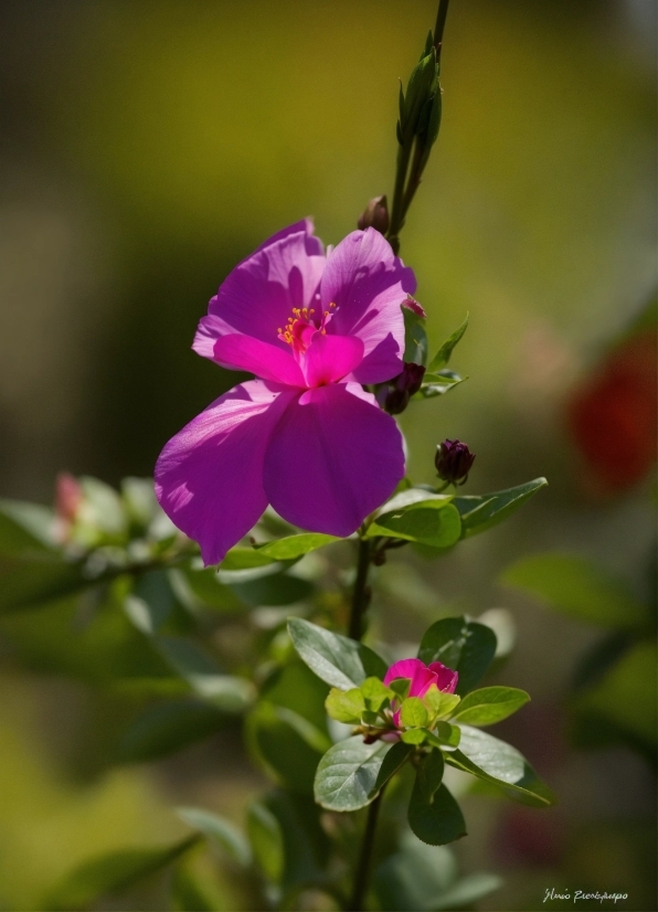 Flower, Plant, Petal, Terrestrial Plant, Flowering Plant, Magenta