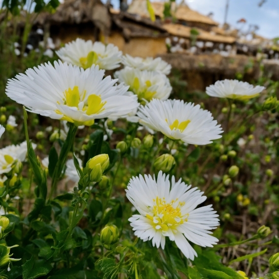 Flower, Plant, Green, Petal, Yellow, Camomile