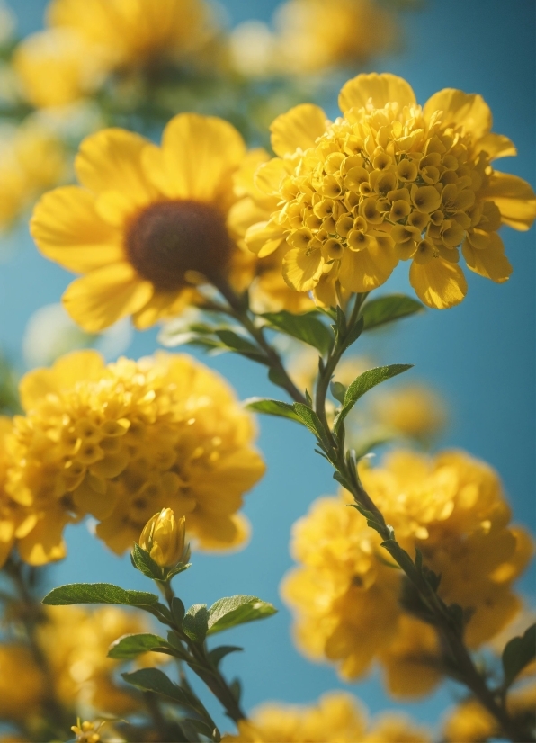 Flower, Plant, Petal, Botany, Yellow, Flowering Plant