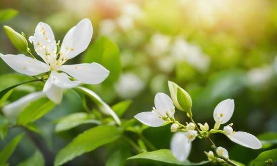 Flower, Plant, Petal, Leaf, Tree, Shrub