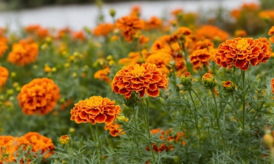 Flower, Plant, Petal, Tagetes, Orange, Grass