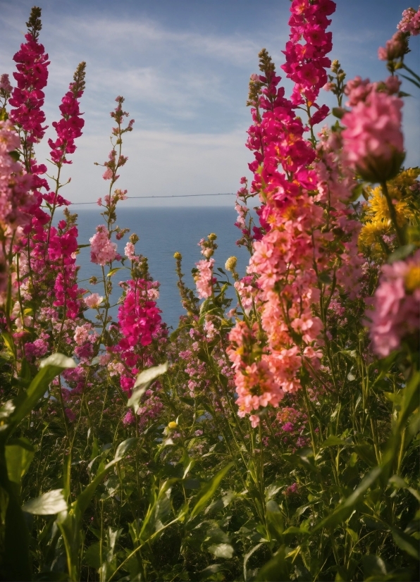 Flower, Sky, Plant, Water, Cloud, Botany