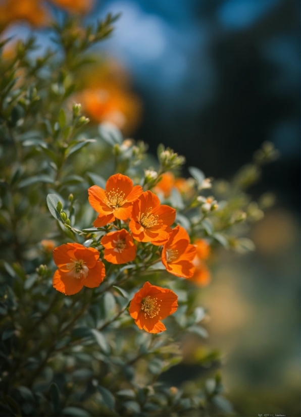 Flower, Plant, Petal, Orange, Grass, Natural Landscape