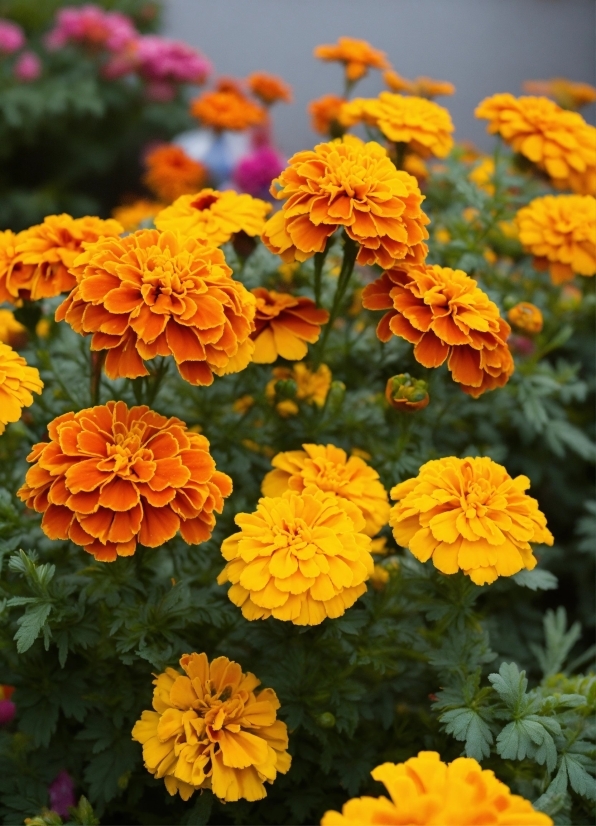 Flower, Plant, Botany, Petal, Yellow, Tagetes