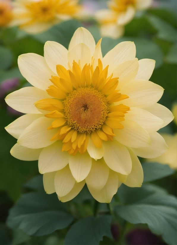 Flower, Plant, Petal, Leaf, Natural Environment, Yellow