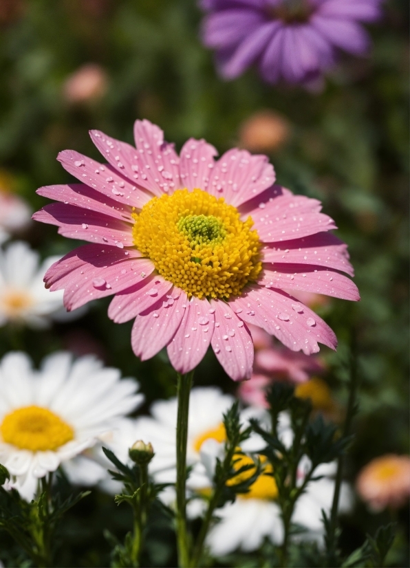 Flower, Plant, Petal, Botany, Grass, Flowering Plant