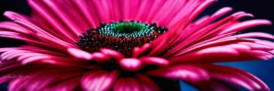 Flower, Plant, Petal, Purple, Pink, Terrestrial Plant