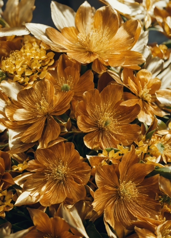 Flower, Plant, Petal, Amber, Gold, Flowering Plant