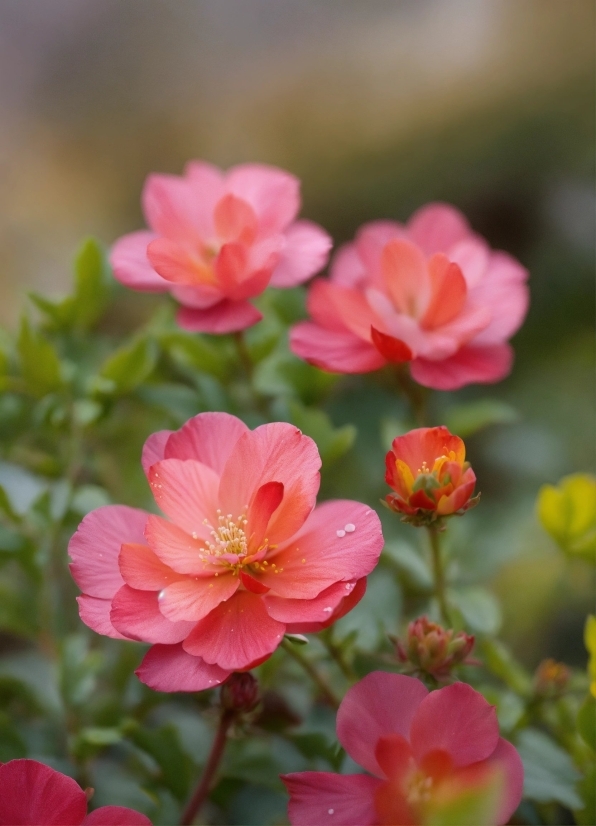 Flower, Plant, Petal, Botany, Pink, Groundcover