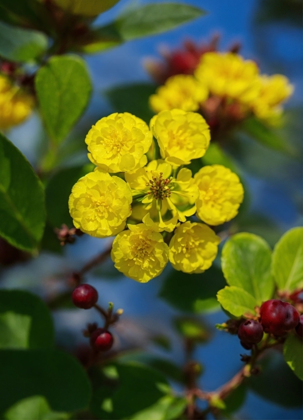 Flower, Plant, Petal, Groundcover, Flowering Plant, Twig