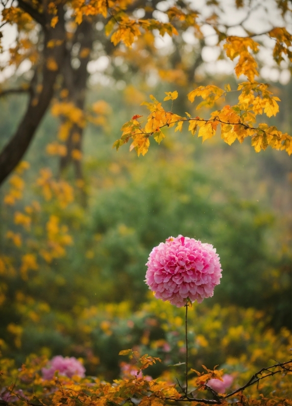 Flower, Plant, Natural Landscape, Tree, Sunlight, Vegetation