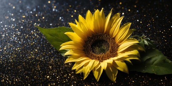 Flower, Plant, Sky, Petal, Sunflower, Road Surface