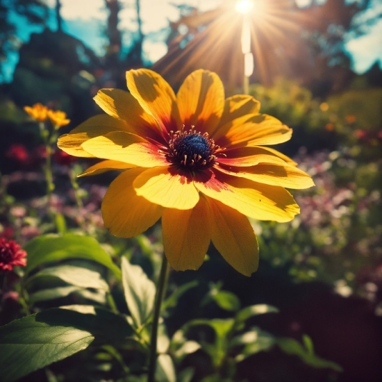 Flower, Plant, Sky, Petal, Sunlight, Grass