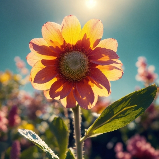 Flower, Plant, Sky, Petal, Landscape, Annual Plant