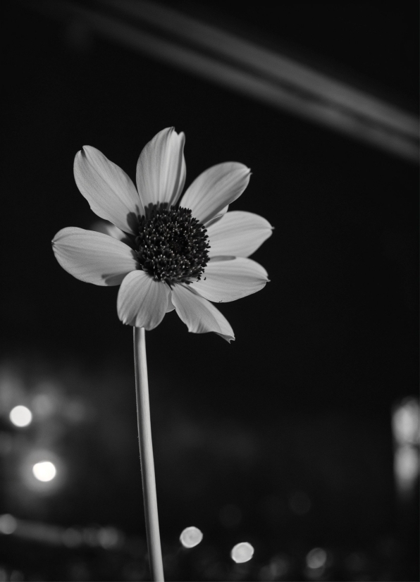 Flower, Plant, Water, Sky, Petal, Black-and-white