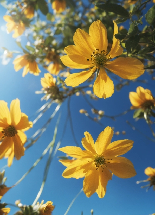 Flower, Plant, Daytime, Sky, Nature, Petal