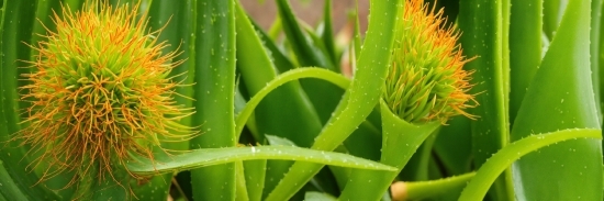 Flower, Plant, Botany, Green, Terrestrial Plant, Grass