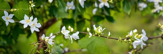 Flower, Plant, Petal, Twig, Flowering Plant, Terrestrial Plant