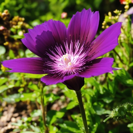 Plant, Flower, Purple, Petal, Herbaceous Plant, Terrestrial Plant