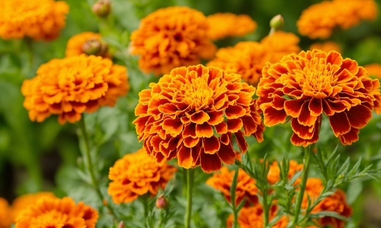 Flower, Plant, Natural Environment, Botany, Petal, Tagetes