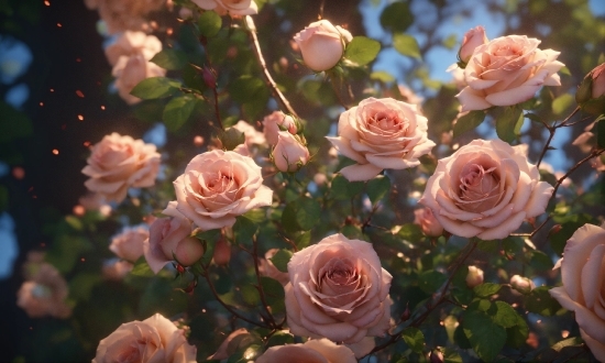 Flower, Plant, Petal, Pink, Rose, Terrestrial Plant