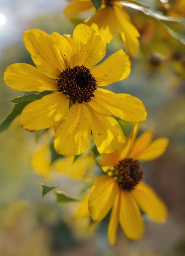 Flower, Plant, Petal, Yellow, Flowering Plant, Annual Plant