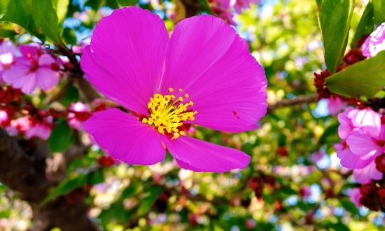 Flower, Plant, Petal, Groundcover, Magenta, Grass